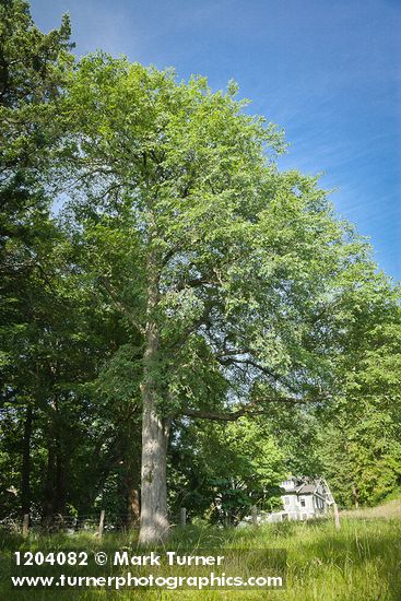American Elm