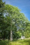 American Elm