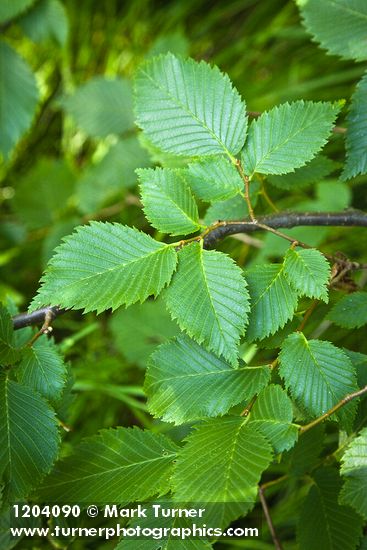 American Elm foliage