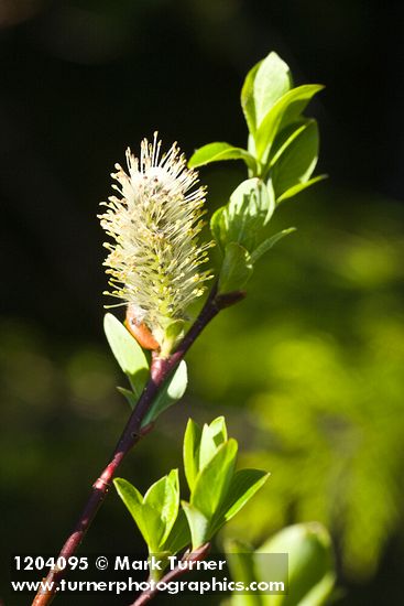 Diamondleaf Willow male catkin detail
