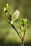 Diamondleaf Willow male catkin detail