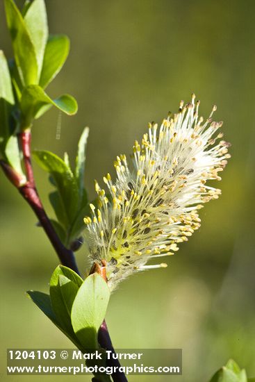 Diamondleaf Willow male catkin detail