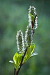 Diamondleaf Willow female catkins detail