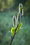 Diamondleaf Willow female catkins detail