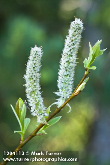 Diamondleaf Willow female catkins detail