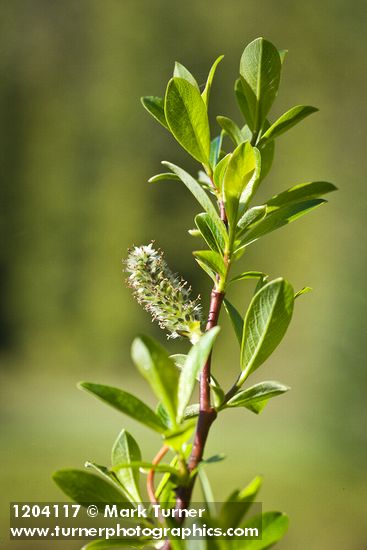 Bog Willow female catkin detail