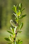 Bog Willow female catkin detail