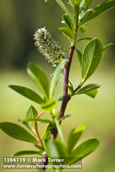 Bog Willow female catkin detail