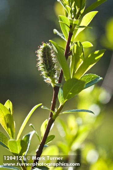 Bog Willow female catkin detail