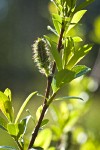 Bog Willow female catkin detail