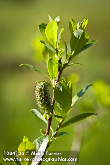 Bog Willow female catkin detail