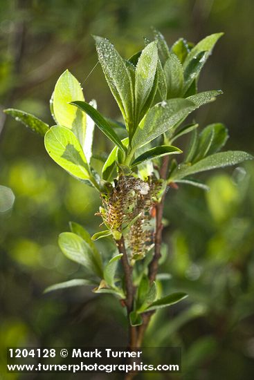 Bog Willow male catkins among foliage