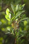 Bog Willow male catkins among foliage