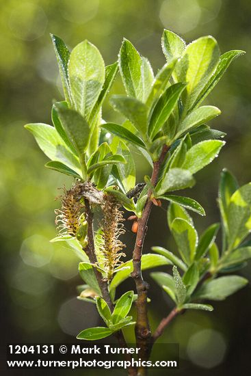 Bog Willow male catkins among foliage
