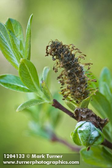 Bog Willow male catkin detail