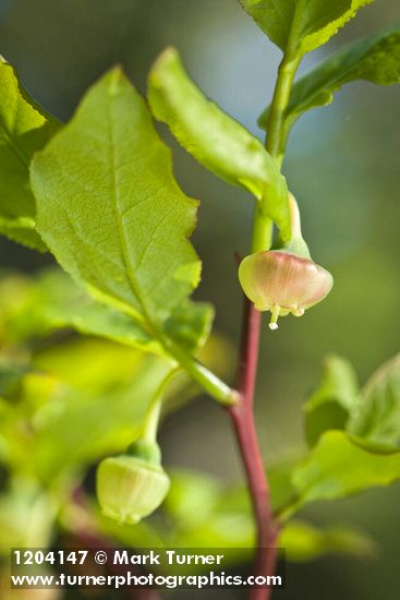Black Huckleberry blossoms among foliage