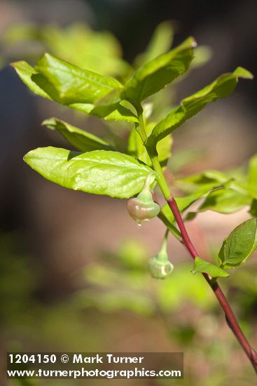Black Huckleberry blossoms among foliage