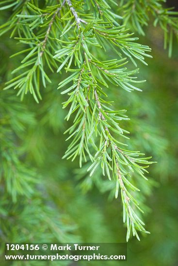 Mountain Hemlock foliage