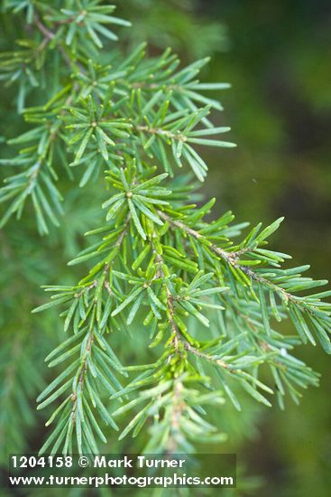 Mountain Hemlock foliage