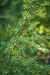 Mountain Hemlock foliage