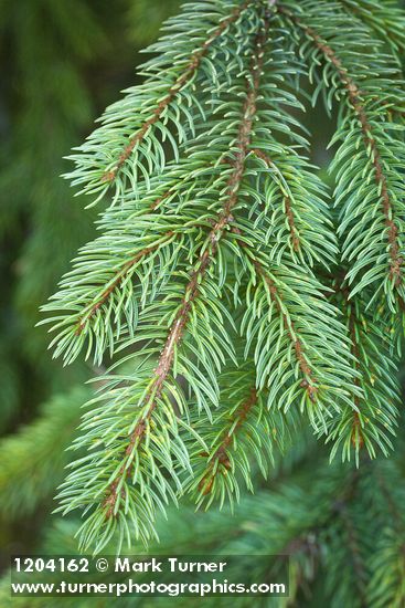 Engelmann Spruce foliage