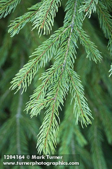 Engelmann Spruce foliage