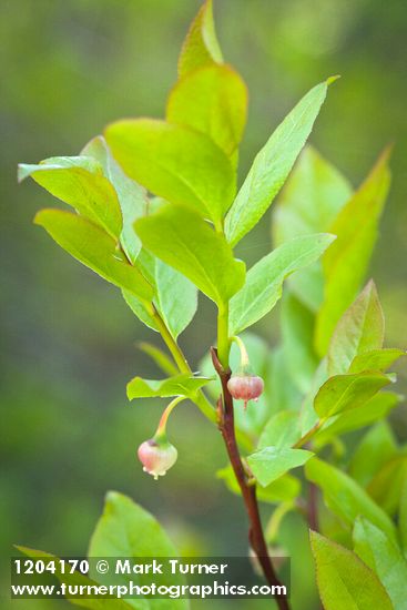 Black Huckleberry blossoms among foliage