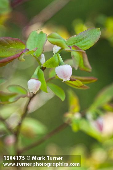 Oval-leaf Huckleberry blossoms among foliage
