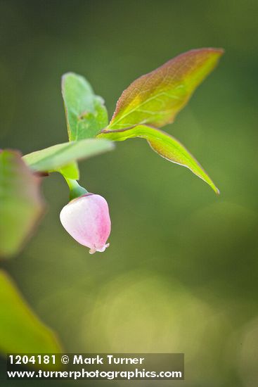 Oval-leaf Huckleberry blossom among foliage