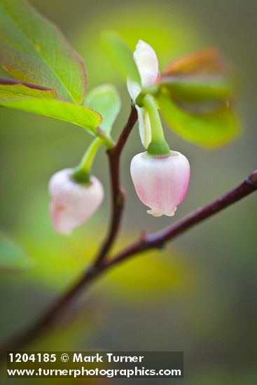 Oval-leaf Huckleberry blossoms among foliage