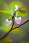 Oval-leaf Huckleberry blossoms among foliage