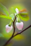 Oval-leaf Huckleberry blossoms among foliage