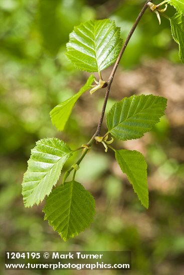 Sitka Alder foliage
