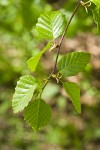 Sitka Alder foliage