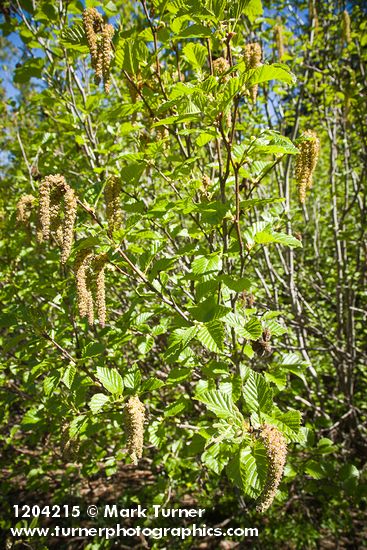 Sitka Alder male catkins among foliage
