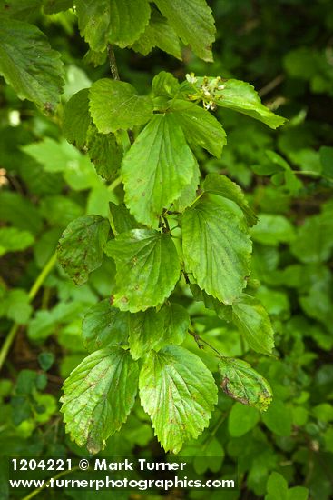 Oval-leaved Viburnum foliage