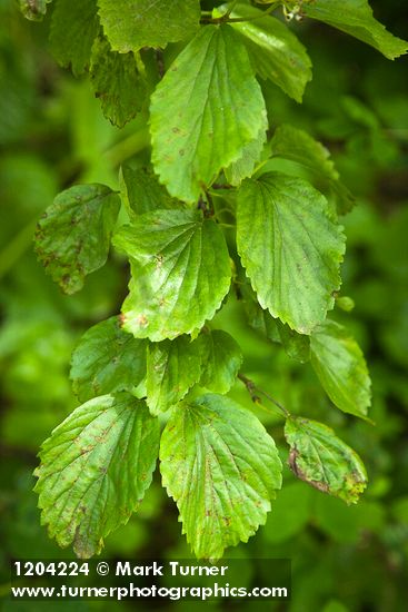 Oval-leaved Viburnum foliage
