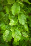 Oval-leaved Viburnum foliage