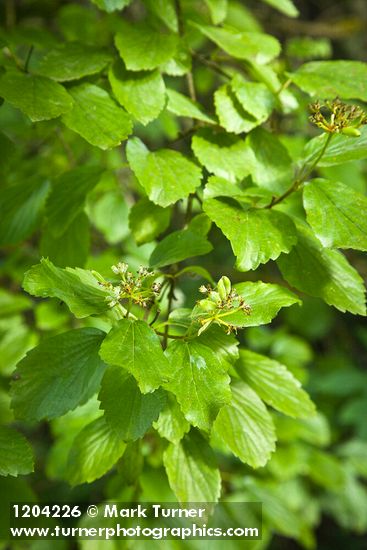 Oval-leaved Viburnum immature fruit among foliage
