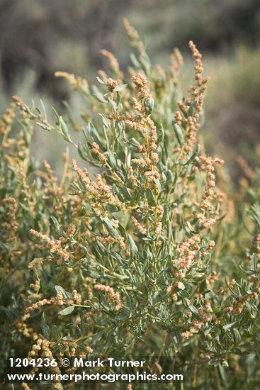 Fourwing Saltbush male blossoms & foliage