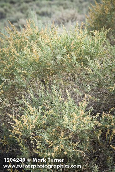 Fourwing Saltbush (male)