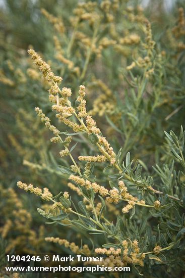 Fourwing Saltbush male blossoms & foliage