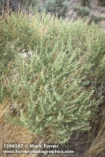 Fourwing Saltbush (female)