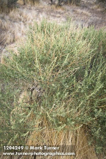 Fourwing Saltbush (female)