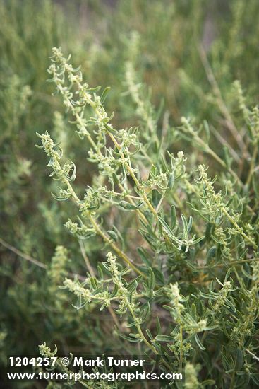 Fourwing Saltbush female blossoms among foliage