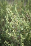 Fourwing Saltbush female blossoms among foliage