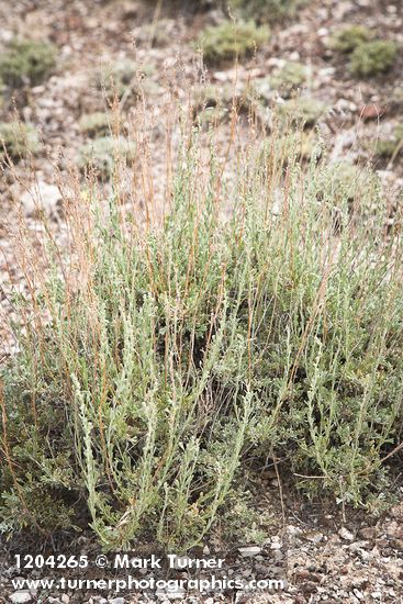 Black Sagebrush