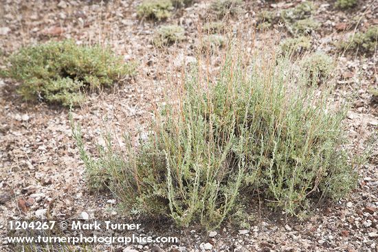 Black Sagebrush