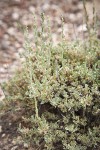 Black Sagebrush