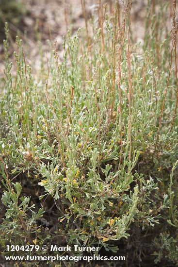 Black Sagebrush